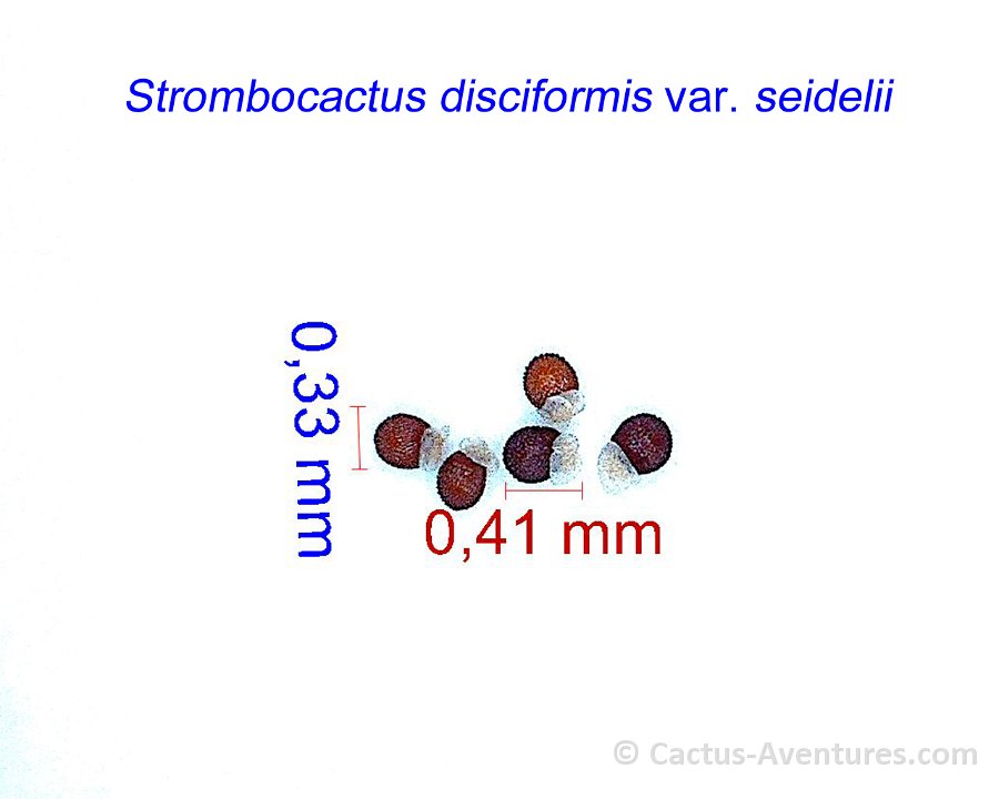 Strombocactus disciformis seidelii, Peña Blanca, Queretaro Mexico JM